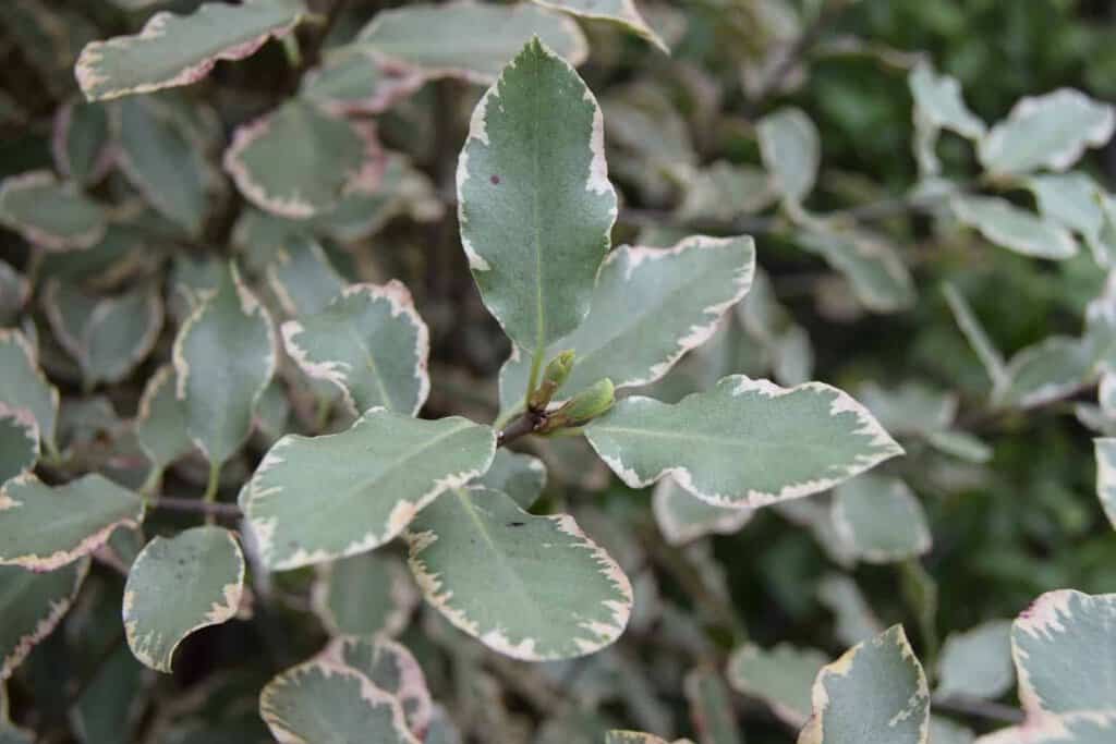 Pittosporum tenuifolium 'Elizabeth' 70-80 cm